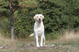 LABRADOR 056